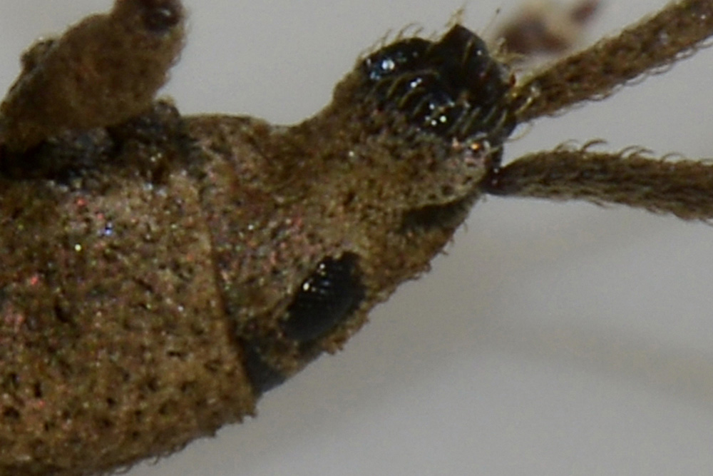 Curculionidae: Simo variegatus